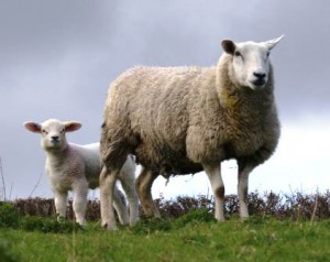 Texel ewe with lamb at foot